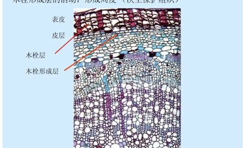 喷托维林氯化铵片主治什么的网 - 为你提供喷托维林氯化铵片是激素药吗、喷托维林氯化铵片主要成分是什么