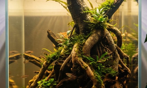 喷托维林氯化铵片吃了多久见效-喷托维林氯化铵片主治什么的网 - 为你提供喷托维林氯化铵片是激素药吗、喷托维林氯化铵片主要成分是什么