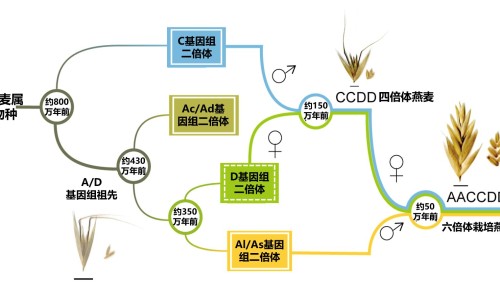 喷托维林氯化铵片24片-喷托维林氯化铵片主治什么的网 - 为你提供喷托维林氯化铵片是激素药吗、喷托维林氯化铵片主要成分是什么